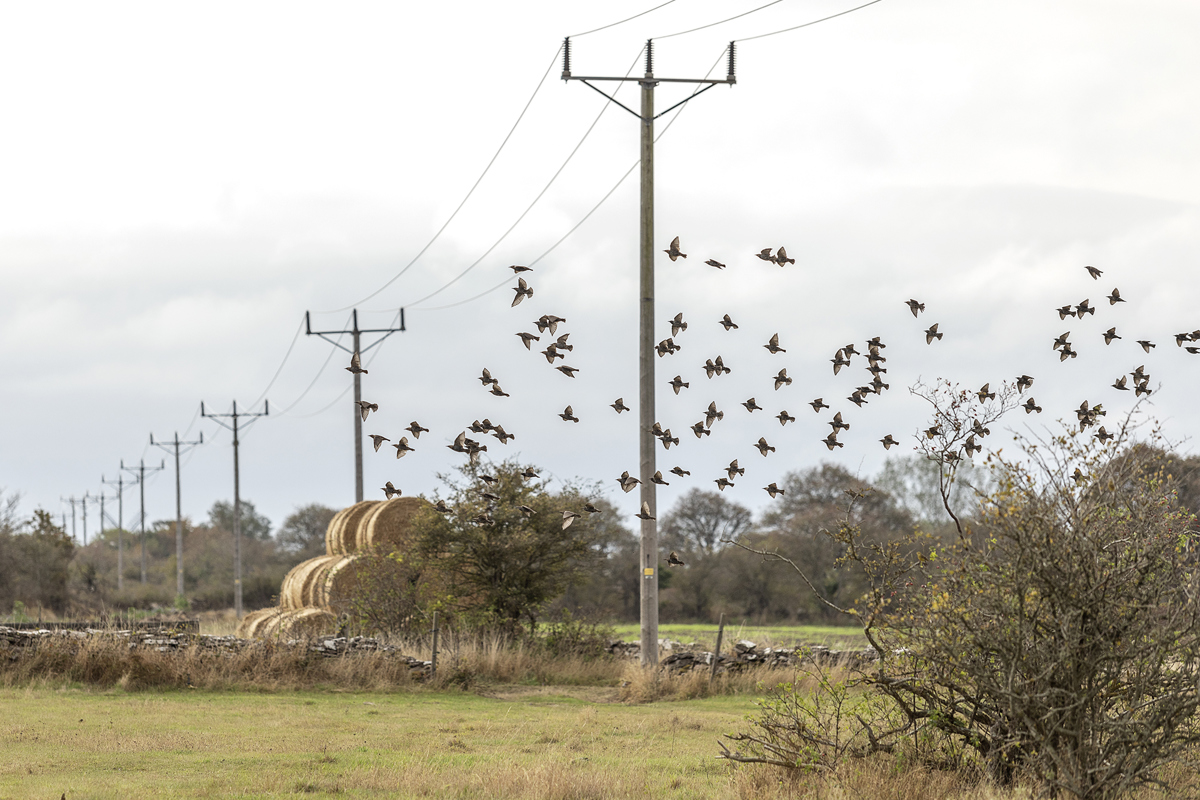 Power Networks